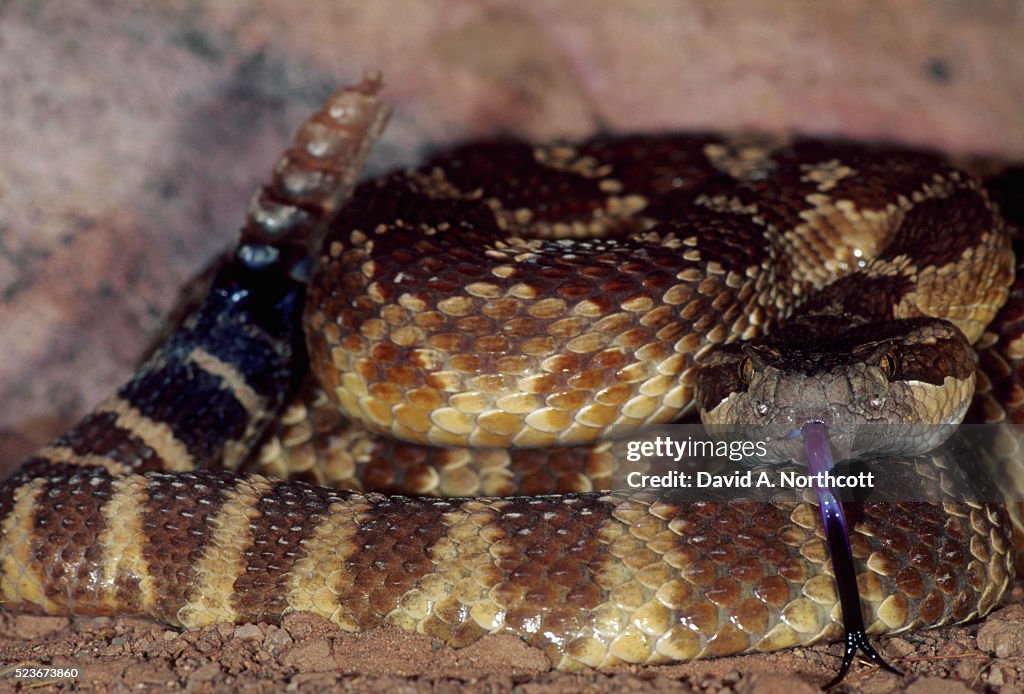 Mojave Rattlesnake
