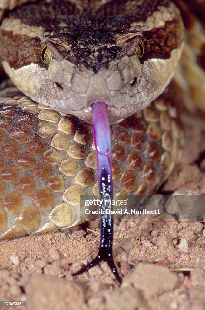 Mojave Rattlesnake