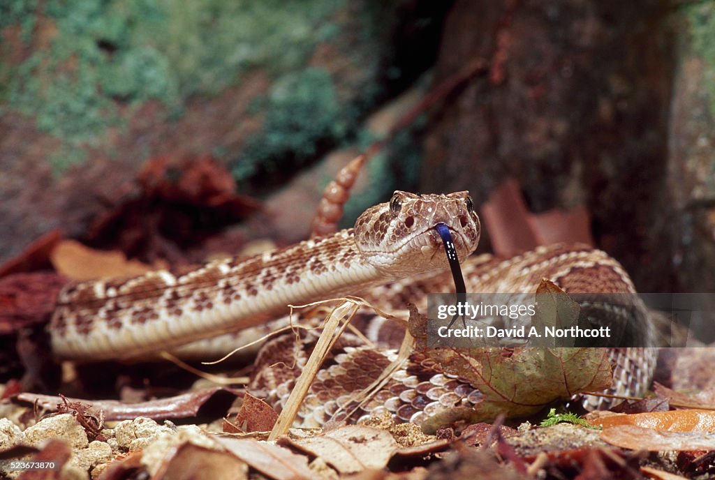 Mojave Rattlesnake