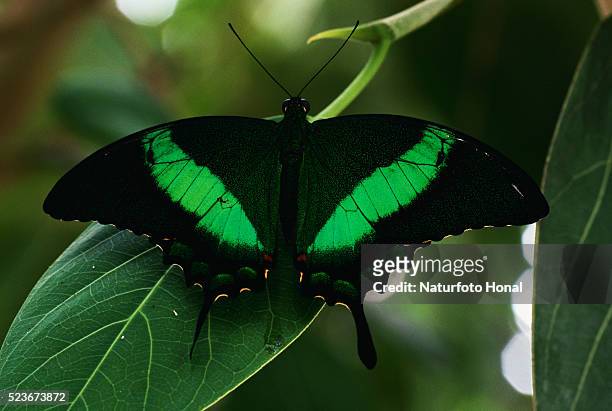 banded peacock butterfly - emerald swallowtail stockfoto's en -beelden