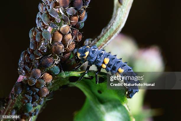 seven-spotted ladybug caterpillar eating lice - seven spot ladybird stock pictures, royalty-free photos & images