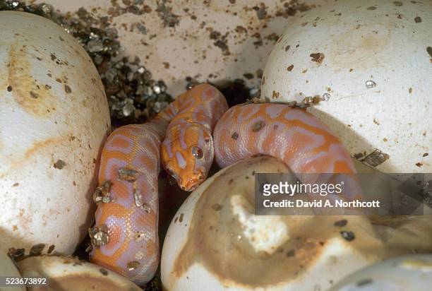 albino burmese python hatching - python molurus bivittatus stock pictures, royalty-free photos & images