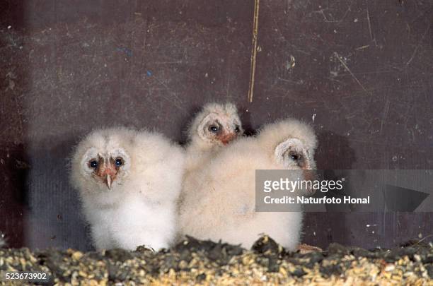barn owl chicks - barn owl 個照片及圖片檔