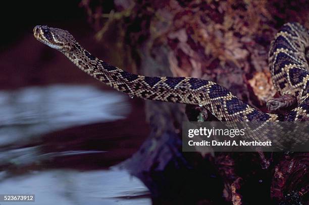 eastern diamondback rattlesnake - eastern diamondback rattlesnake fotografías e imágenes de stock