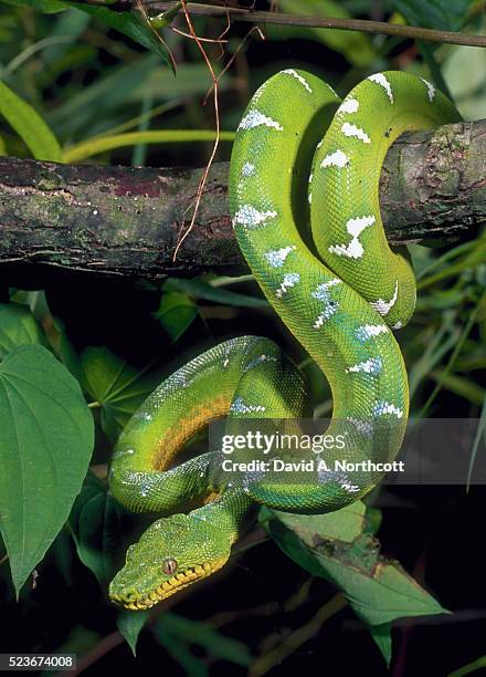 emerald tree boa - emerald tree boa stock pictures, royalty-free photos & images