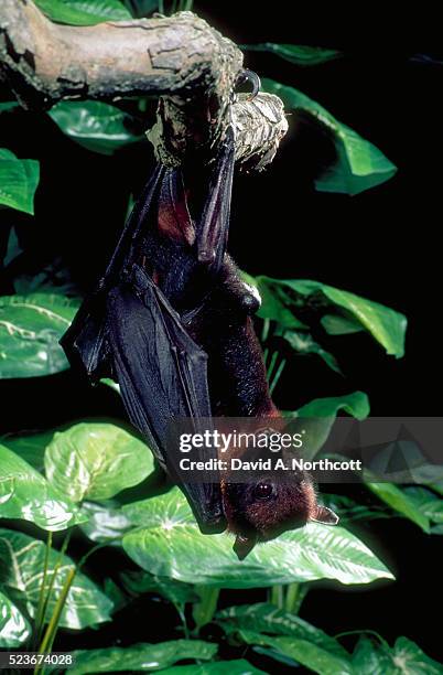 indian fruit bat hanging from branch - pteropus giganteus stock pictures, royalty-free photos & images