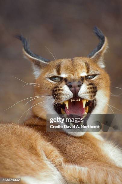 caracal baring teeth - caracal stock pictures, royalty-free photos & images