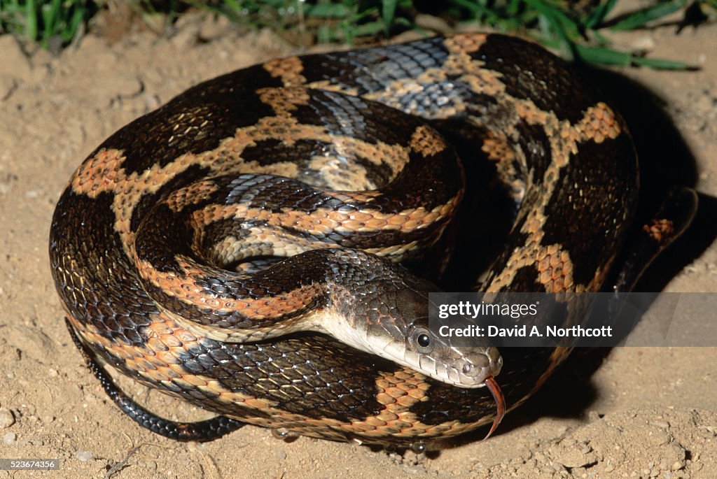 Texas Rat Snake