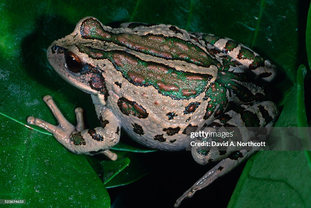 Marsupial Treefrog