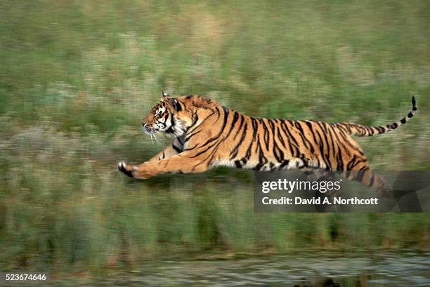 bengal tiger running along water - tiger running stockfoto's en -beelden