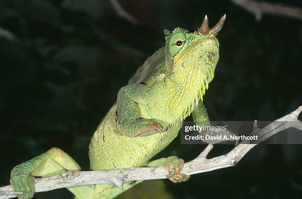 Four Horn Chameleon