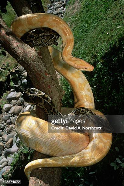 albino and normal burmese pythons - python molurus bivittatus stock pictures, royalty-free photos & images