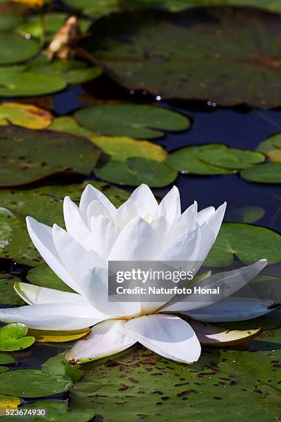 water lily - fiore di loto foto e immagini stock