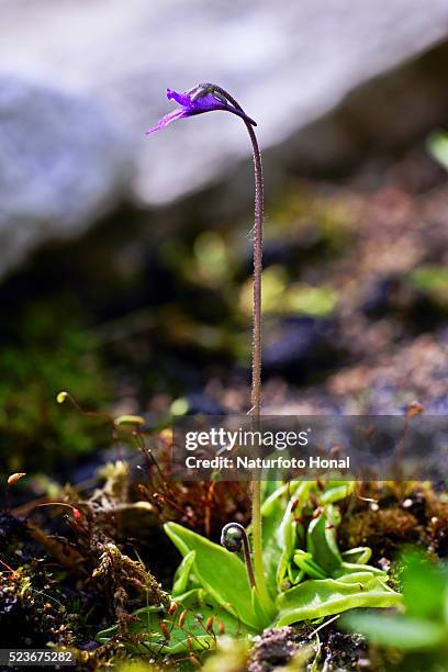 common butterwort - pinguicula vulgaris stock pictures, royalty-free photos & images