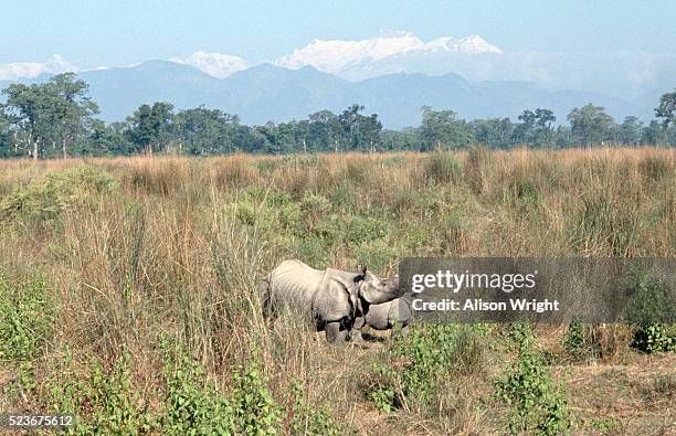 rhinoceros in chitwan national park, nepal - chitwan national park stock pictures, royalty-free photos & images