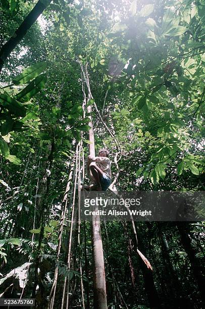 shaman climbing a rainforest vine - amazon vines stock pictures, royalty-free photos & images