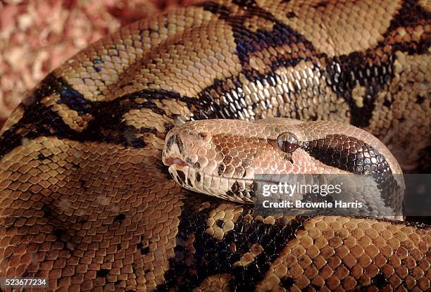 boa constrictor - boa stockfoto's en -beelden