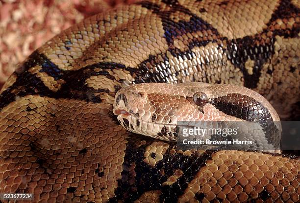 boa constrictor - morelia stock pictures, royalty-free photos & images