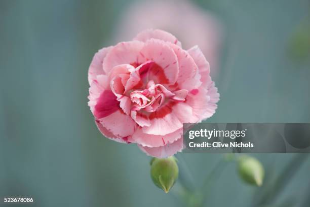 carnation flower - carnation stock pictures, royalty-free photos & images