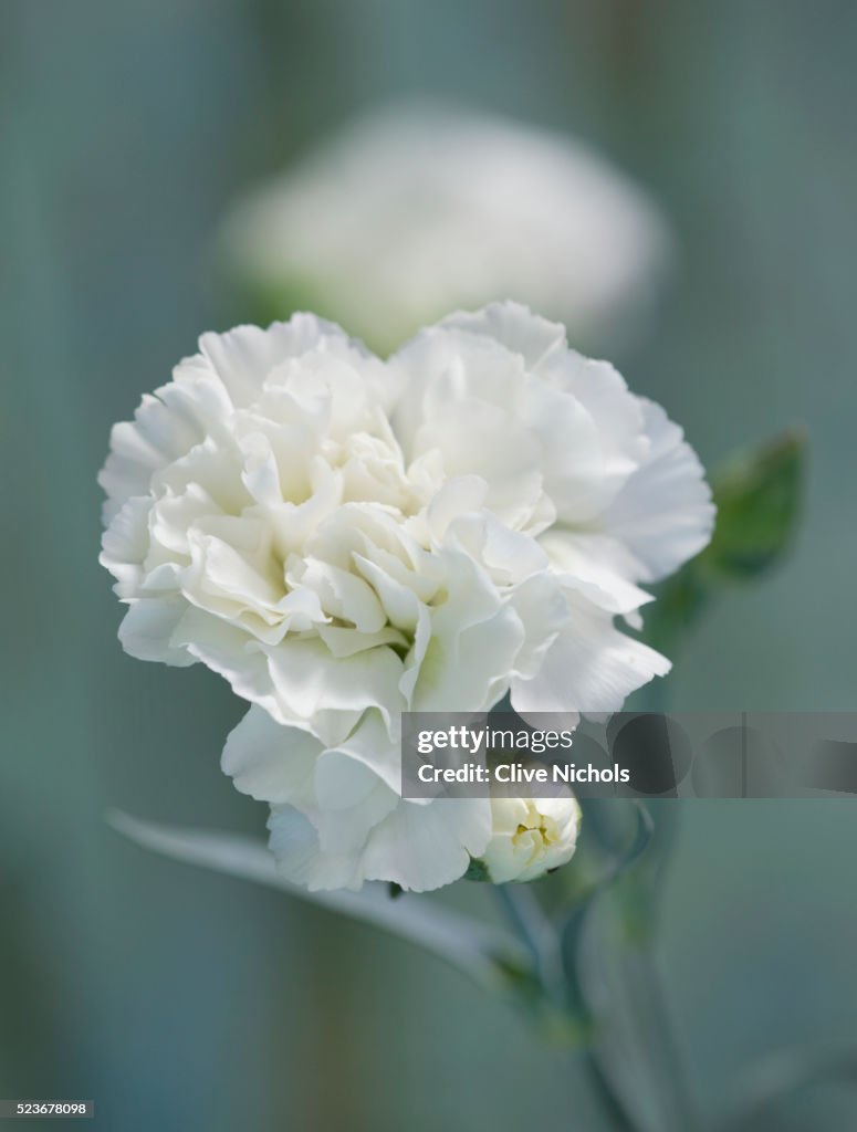 Carnation flower