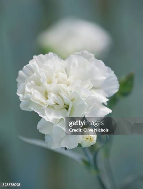 carnation flower - carnation stock pictures, royalty-free photos & images