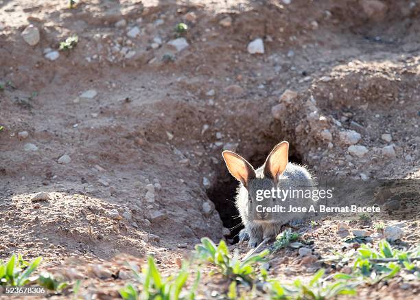 baby of rabbit going out of his burrow ( species oryctolagus cuniculus.) - rabbit burrow bildbanksfoton och bilder