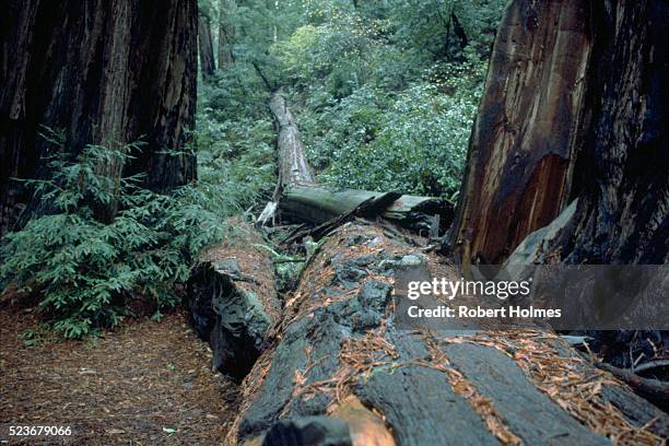 Muir Fallen Tree 383 Robert Muir Stock Photos, High-Res Pictures, and Images - Getty Images