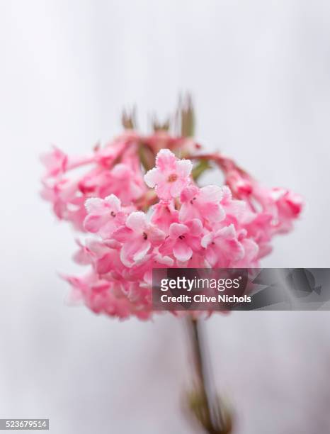 anglesey abby, cambridgeshire - viburnum stock pictures, royalty-free photos & images