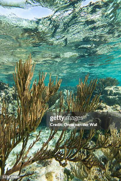 a coral reef in the grenadines. - saint vincent grenadines stock pictures, royalty-free photos & images