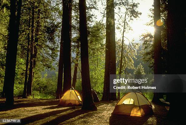 camping in yosemite woods - campsite stock pictures, royalty-free photos & images