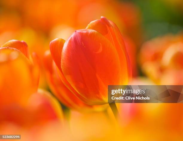 arundel castle gardens - tulpen stockfoto's en -beelden