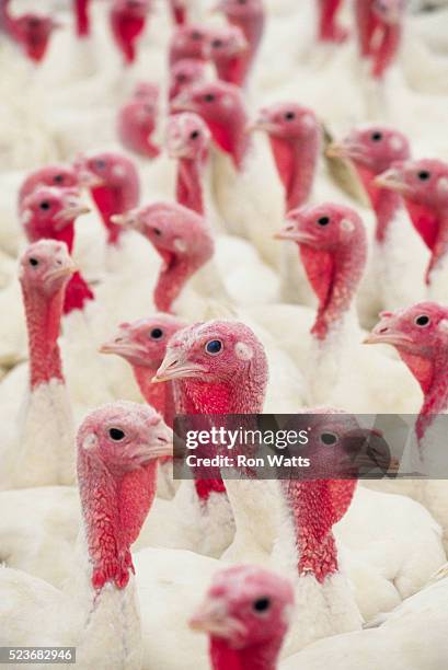 flock of turkeys - turkey bird icon stock pictures, royalty-free photos & images