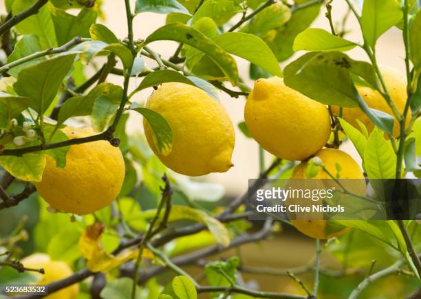 lemon tree - lemon stockfoto's en -beelden