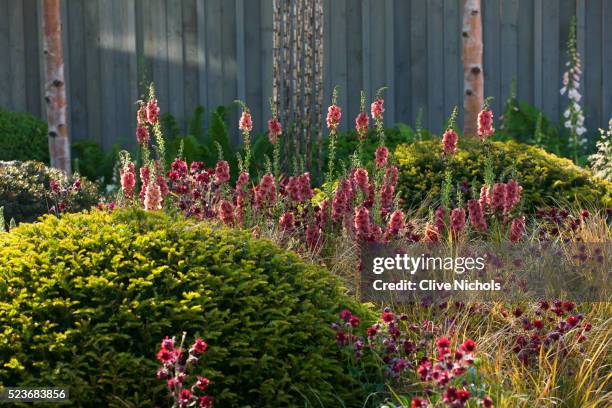 chelsea flower show 2014: planting in khora garden -aquilegia 'ruby port' and verbascum 'petra' - flower show photos et images de collection