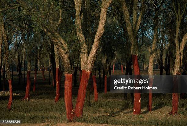 cork oak trees in morocco - cork tree stock pictures, royalty-free photos & images