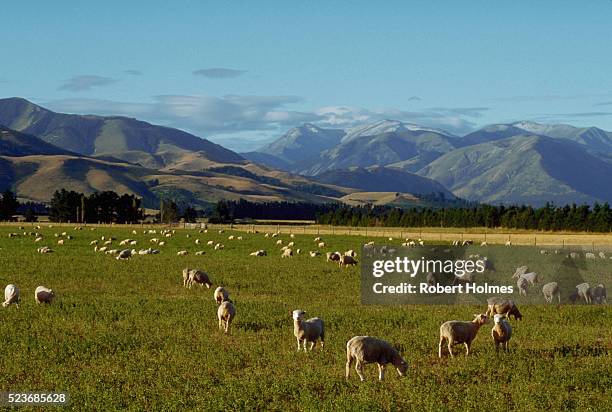 grazing sheep in the canterbury region of new zealand - canterbury plains stock pictures, royalty-free photos & images