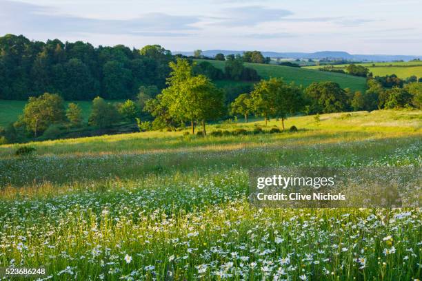 brookhampton cottage, herefordshire: - meadow photos et images de collection