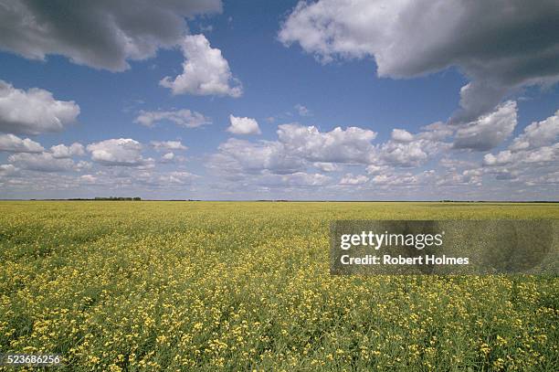 manitoba prairie - autostrada transcanadese foto e immagini stock