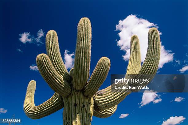 saguaro cactus - saguaro national monument stockfoto's en -beelden