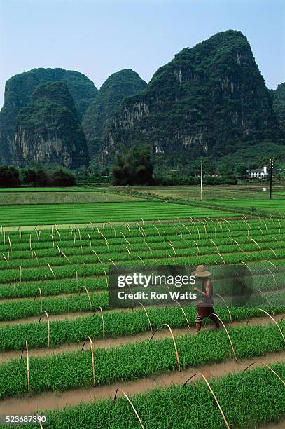 farmer in rice fields - yangzhou stock pictures, royalty-free photos & images