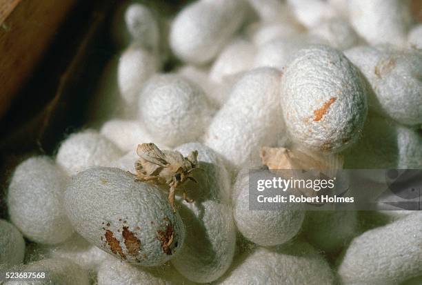 silk cocoons and moths - vale de caxemira - fotografias e filmes do acervo
