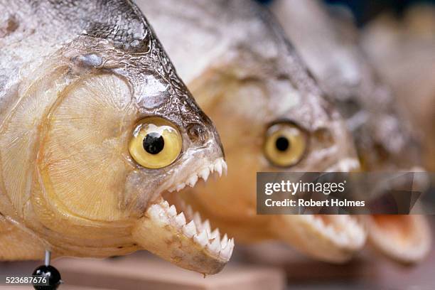 stuffed piranhas in the mercado municipale - caribe stock pictures, royalty-free photos & images