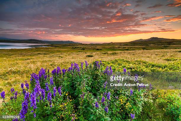 flowers on the lake at sunset - summits russia 2015 stock pictures, royalty-free photos & images