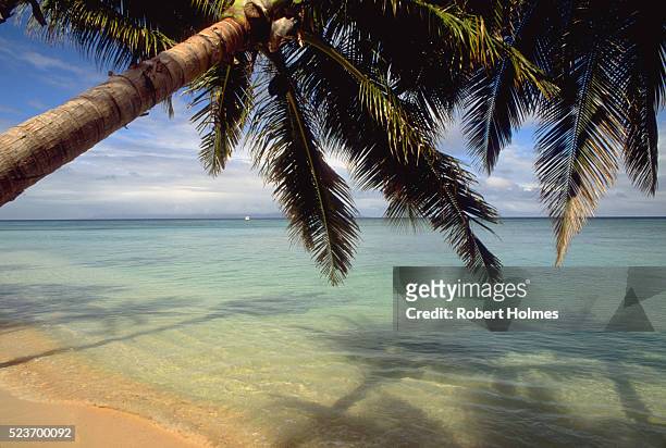 palms shade a beach - wakaya island stock pictures, royalty-free photos & images