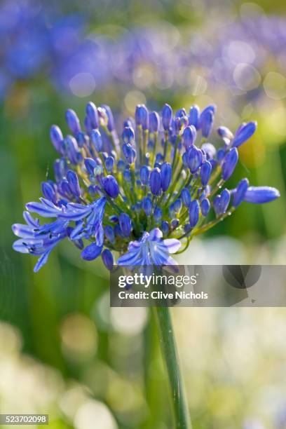le haut, guernsey: close up of blue agapanthus - african lily stock pictures, royalty-free photos & images