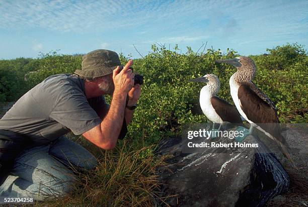 a pair of blue-footed boobies - sulidae stock pictures, royalty-free photos & images