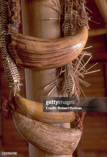 whale teeth strung together - wakaya island stock pictures, royalty-free photos & images