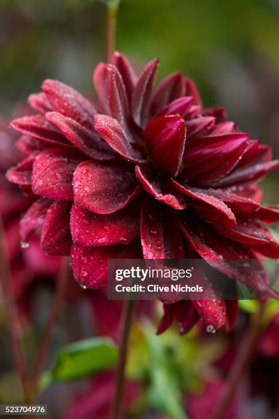 chenies manor, buckinghamshire: dahlia 'karma choc' - dahliasläktet bildbanksfoton och bilder