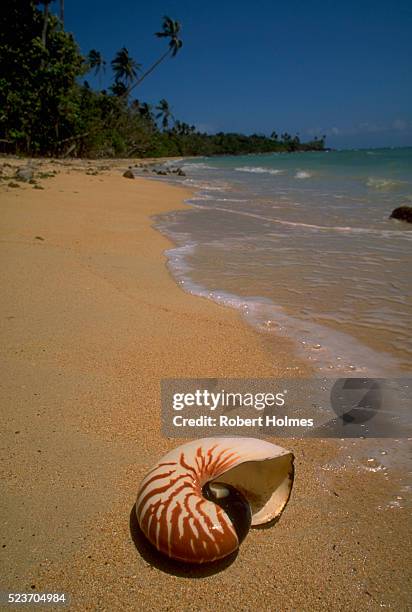 Fiji Shell Photos and Premium High Res Pictures - Getty Images