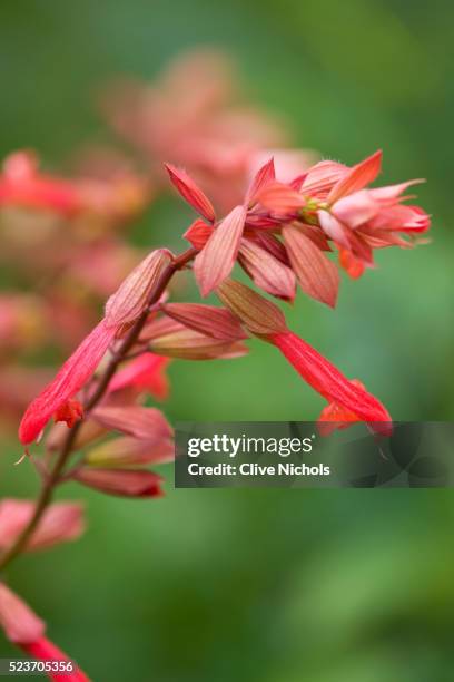 close up of salvia 'embers wish' - red salvia stock pictures, royalty-free photos & images